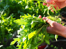 Depois que aprendi a plantar rúcula do jeito certo nunca mais comprei no mercado: é mais simples do que você imagina