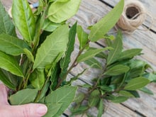Ganhei um galho de louro de uma amiga e plantei em vaso: aprenda como fazer
