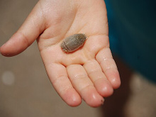 Saudades de comer tatuí: por que o fruto do mar queridinho dos brasileiros sumiu das praias?