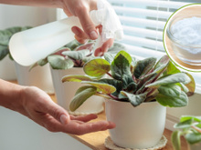Coloquei bicarbonato nas minhas plantas e agora elas estão lindas como nunca antes visto aqui em casa