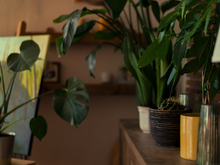 Essas são as melhores plantas para ter em casa se você tem preguiça de cuidar delas