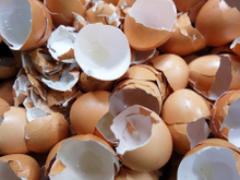 Casca de ovo é o tesouro natural e gratuito para suas plantas, segundo o método dessa especialista em jardinagem