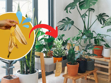A água de banana é indicada como fertilizante caseiro fácil para as suas plantas, mas será que funciona? Esses especialistas têm a resposta