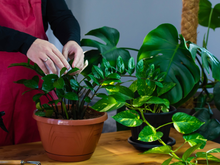 Apenas 1 colher desse adubo e a sua zamioculca vai explodir de tanto crescer