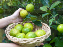 Seu limoeiro terá frutos muito mais suculentos se você enterrar esse item ao redor dele