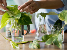 Como cuidar da planta jiboia e qual o melhor lugar para colocar dentro de casa?