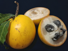 Parece sobremesa: fruta nativa da Amazônia de casca aveludada tem polpa cremosa com gosto de doce de leite e mel