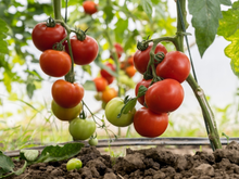 O que os ancestrais fizeram para alimentar a terra pode salvar seus tomates hoje