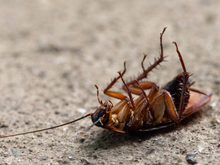 Descubra o que pode significar baratas aparecendo com frequência na sua casa e o que fazer