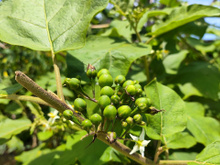 Minha avó sempre teve essa planta no quintal, mas só descobri agora que ela pode prevenir problemas do fígado e ajuda na digestão