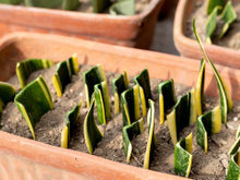 Não é só decoração: por que colocar sal na terra da língua-de-sogra faz toda a diferença