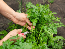 Poucas pessoas sabem, mas a salsinha é uma das ervas culinárias mais fáceis de serem plantadas em casa