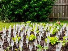 Pouca gente sabe, mas jardineiros experientes recomendam usar garfos de plástico na terra