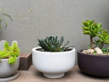 Poucos sabem, mas dá para mudar a cor das suculentas seguindo estes passos