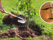 Evite plantar essas 5 árvores no seu jardim, elas podem elevar o piso da sua casa