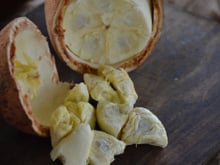 Benefícios e malefícios do cupuaçu: saiba por que comer a fruta (esquecida por muitos, mas poderosa!), quanto consumir e cuidados