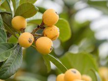 A melhor e mais completa fruta (pode ser usada da folha à semente) para limpar o fígado e rejuvenescer a pele