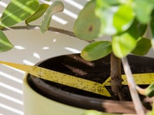 3 plantas que você deveria deixar na cozinha para afastar as moscas e manter o ambiente mais limpo