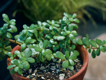 Coloque agora essa planta atrás da porta se você quer atrair prosperidade, segundo o Feng Shui