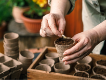 Plante essas três sementes ainda em dezembro para ter o jardim muito florido neste verão sem sacrifício