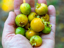 Tem perfume intenso, sabor marcante e cresce em árvores das cidades: descubra essa fruta que é um tesouro da Mata Atlântica no TudoGostoso