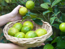 Pimenta-do-reino no limoeiro: por que você deve usar esse truque e como fazê-lo