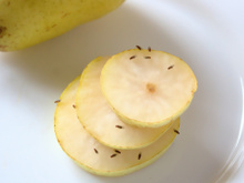 Mistura caseira que afasta mosquitinhos da fruta da sua cozinha em 1 minuto