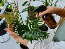 Minhas plantas sempre morriam: descobri o erro simples que estava matando todas sem perceber