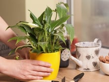 Com apenas 1 mudança no local do vaso, essa planta comum passa a florir muito mais rápido