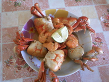 Caranguejo de coco com camarão