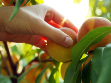 A primavera chegou: veja as melhores plantas para cultivar nesse período e aproveitar uma colheita farta