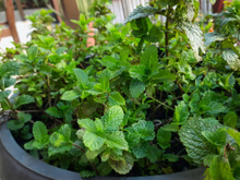 Fácil de cultivar, folha aromática rica em antioxidantes que ajuda na digestão cresce até em vaso pequeno em casa