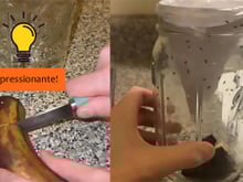 Adeus moscas de fruta na cozinha: truque simples é a solução para acabar com o problema na sua casa