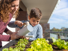 Mini-hortas em apartamento: o que você precisa saber antes de começar