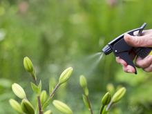 Suas plantas vão florescer rapidamente com esse adubo que só precisa de 2 ingredientes