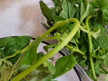 Pode comer o talo do espinafre ou só as folhas? Descubra o que fazer!