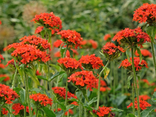 Linda como rosa, forte como erva daninha: a flor dos sonhos de qualquer quintal
