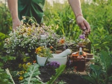 Plante no inverno, floresça na primavera: 8 plantas para quem quer ter flores no jardim o ano todo