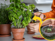 Tenha sempre manjericão fresco e saboroso em casa: aqui estão os segredos para plantar a erva em vaso ou no chão