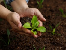 Nem café, nem casca de ovo: esse fertilizante caseiro é o "ouro verde" da jardinagem, faz até as plantas mais fracas crescerem!