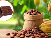 Mars se une a cientistas para que o chocolate não acabe até 2050: como a dona do Twix e Snickers pode evitar o fim do cacau no mundo