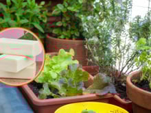 É por isso que os jardineiros colocam pedaços de sabão nas plantas: resolve muitos problemas sem veneno!