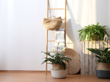 Nada de casa seca: essas são as plantas que vão deixar o ambiente mais úmido