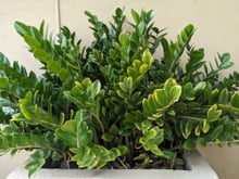 É assim que os japoneses regam as suas zamioculcas: depois de alguns dias, a sua planta estará forte e bem verdinha