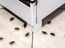 Eu não aguentava mais barata na minha cozinha até descobrir que elas odeiam esse alimento