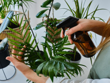 As melhores opções de plantas que você pode ter se mora em apartamento, não exigem muito cuidado e decoram o ambiente