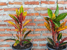 Jardim colorido: conheça 10 espécies de plantas sem folhas verdes para cultivar em casa
