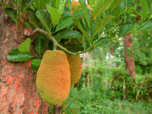 Maior fruta de árvore do mundo, a jaca impressiona no tamanho e nos benefícios à saúde, mas nunca descanse sob uma jaqueira!