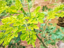 Planta pouco conhecida no Brasil é a escolha ideal para desintoxicar o fígado e o intestino