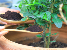 Essas são as plantas que mais gostam de borra de café: crescem rápido, ficam mais fortes e bonitas